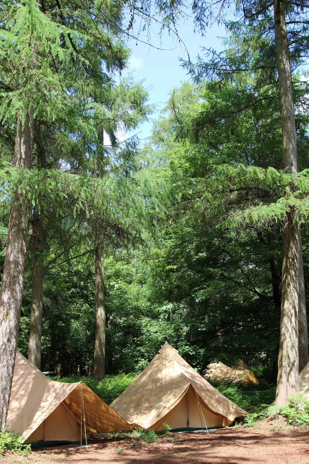 Bell tents among the trees at a bushcraft school residential